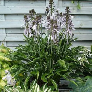 Hosta 'Praying Hands'