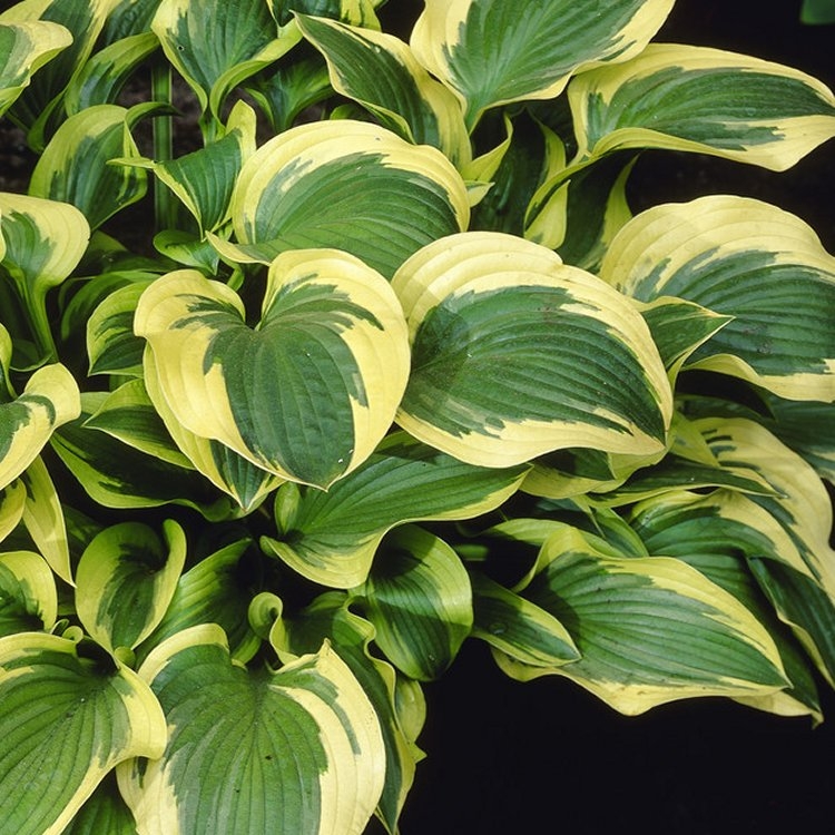 Hosta 'Queen Josephine'