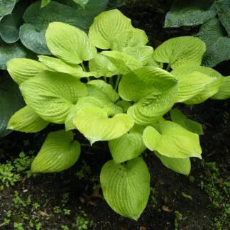 Hosta 'Banana Kid'