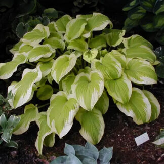 Hosta 'Delta Dawn'