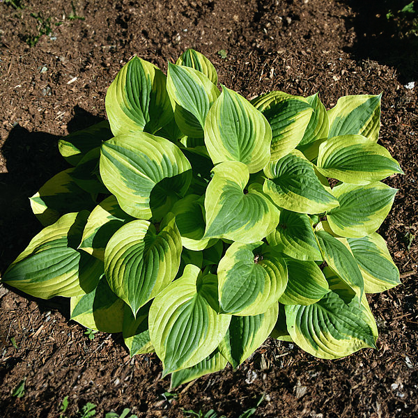 Hosta 'Summer Lovin'