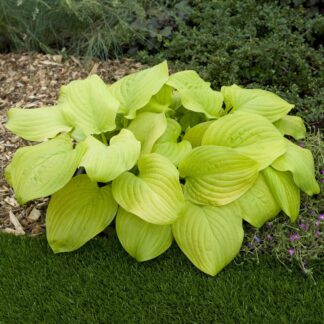 Hosta 'Tortilla Chip'