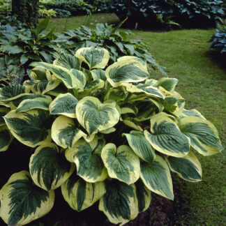 Hosta 'Twilight'