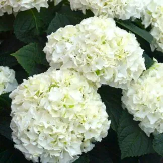 Giant White Hydrangea Macrophylla 'Happy' Double White -  Large Flowered Mophead Hydrangea - XXXL Plants