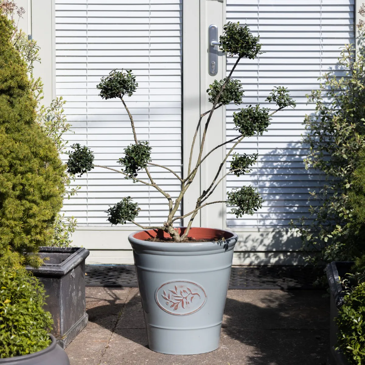 Ilex Crenata - Topiary Pom Pom Cloud Tree - Circa 80cm