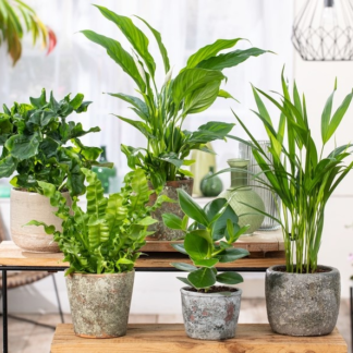 Houseplant Roulette - Lucky Dip Houseplant Selection