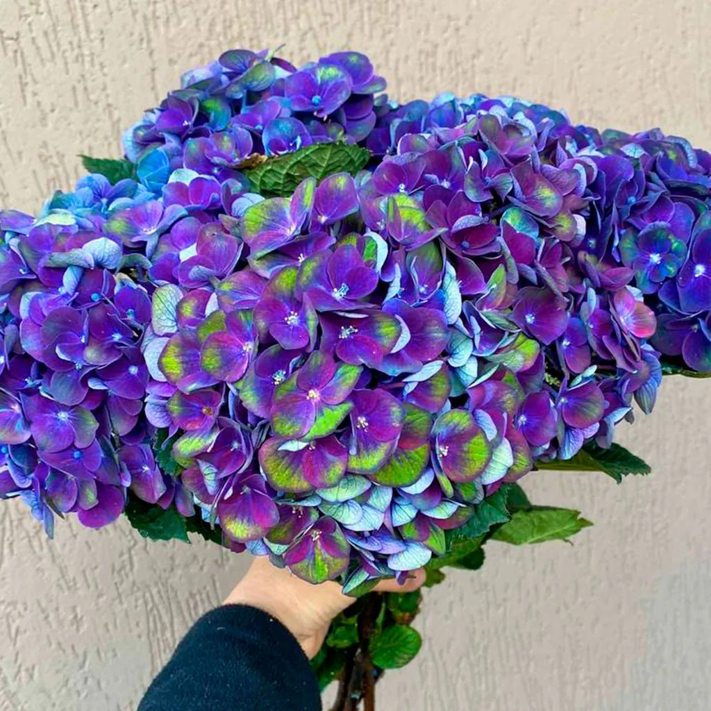 Hydrangea Macrophylla 'Charlotte Blue'- Large Flowered Mophead Hydrangea - XXXL Plants