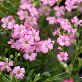 Gypsophila Repens 'Filou Rose' - Baby's Breath