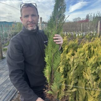 Chamaecyparis Lawsoniana 'Stardust' - 3-4ft