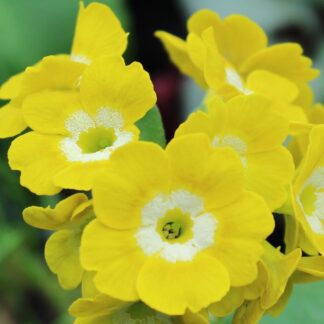 Primula Auricula 'Kathl'