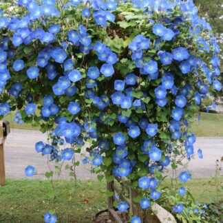 Ipomoea 'Clarke's Heavenly Blue' - Morning Glory Climbing Vine