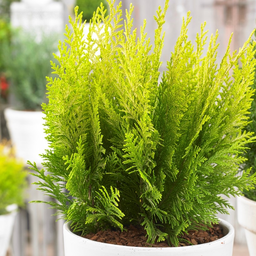 Chamaecyparis Lawsoniana Ivonne