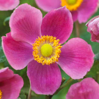 Anemone 'Hadspen Abundance' - Japanese Anemone