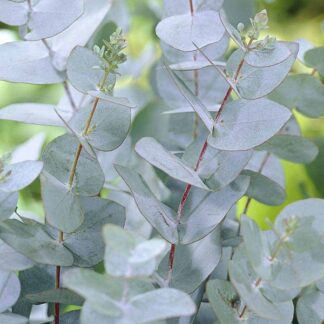 Eucalyptus Gunnii - Azure Blue Fragrant Anti-Mosquito Eucaluptus