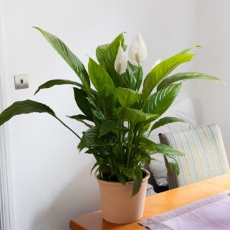Large Peace Lily in Bud & Bloom