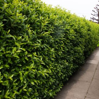 Prunus Lusitanica - Evergreen Portugese Laurel Hedging