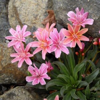 Lewisia Cotyledon Little Plum
