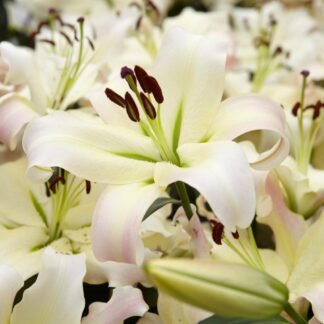 Giant Skyscraper Towering Tree-Like Oriental Lily Bulbs - Pretty Woman - Pack of Three Lily Bulbs