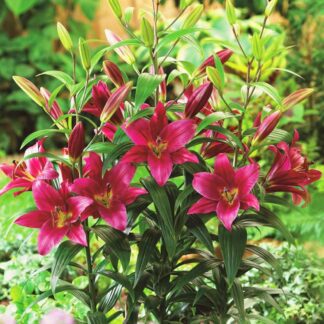 Giant Skyscraper Towering Tree-Like Oriental Lily Bulbs - Purple Prince - Pack of Three Lily Bulbs