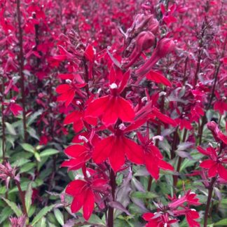 Lobelia Speciosa Starship Burgundy Red