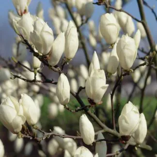 Magnolia × Soulangeana 'Alba Superba' - Circa 40-50cm