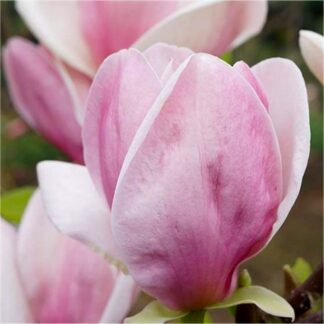 Magnolia 'Cameo'