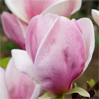 Magnolia 'Cameo'