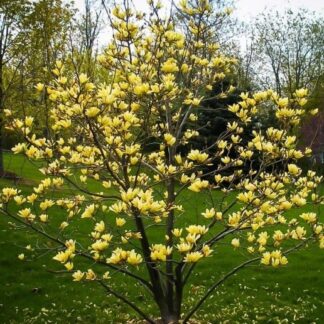 Large 5-6ft  Magnolia Yellow Bird - Tulip Tree