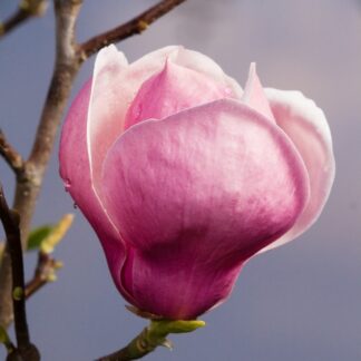 Magnolia x Soulangeana 'Lennei' Tree