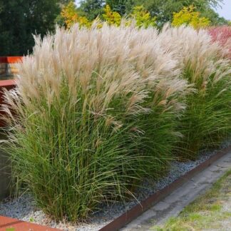 Miscanthus Sinensis Kleine Silberspinne - Chinese Silver Grass
