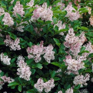 Syringa Patula 'Miss Kim' - Lilac Tree