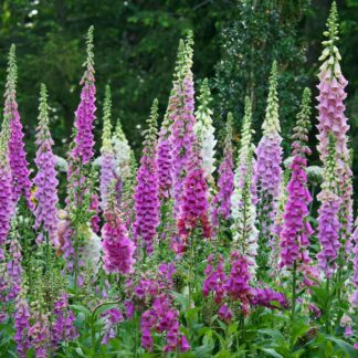 Digitalis Purpurea Excelsior - Foxgloves