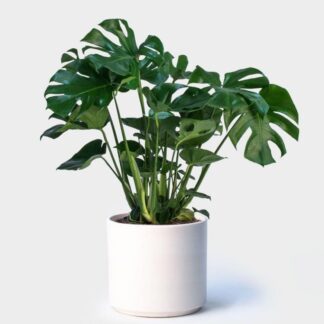 Monstera Deliciosa - Swiss Cheese Plant