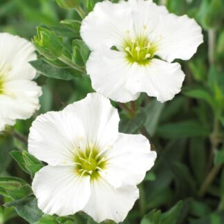 Arenaria Montana Blizzard - in Bud And Bloom