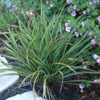 Phormium 'Tom Thumb' - New Zealand Flax