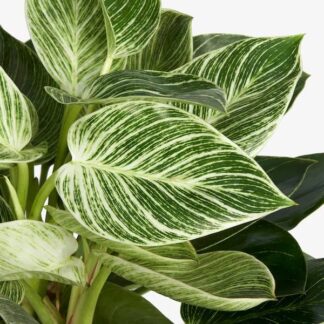 Philodendron White Wave - Birkin Plant - 35cm