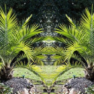 Pair of 3-4ft  Canary Island Phoenix Date Palms - Perfect For Patio Planters