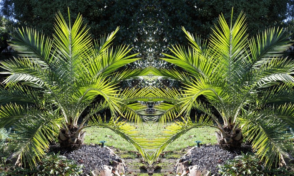 Pair of 3-4ft Canary Island Phoenix Date Palms - Perfect For Patio Planters