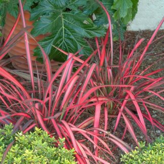 Phormium Evening Glow - New Zealand Flax