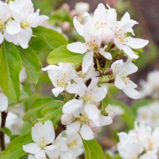 Crabapple Tree - Malus Pink Glow - 140-160cm