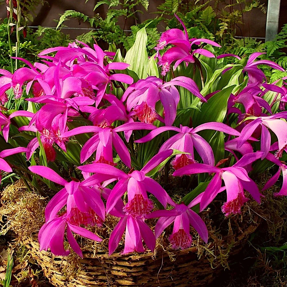 Garden Orchid - Pleione Formosana Tongariro
