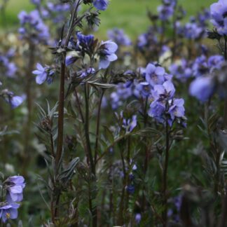 Polemonium 'Bressingham Purple' - Jacob's Ladder Plant