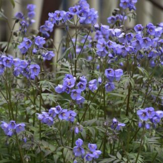 Polemonium 'Heaven Scent' - Jacob's Ladder Plant