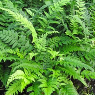 Polystichum Tsus-Simense - Korean Rock Fern