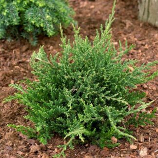 Juniperus Horizontalis 'Prince of Wales' - Evergreen Conifer