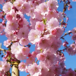 Prunus Accolade - Cherry Blossom Tree - Circa 100-120cm