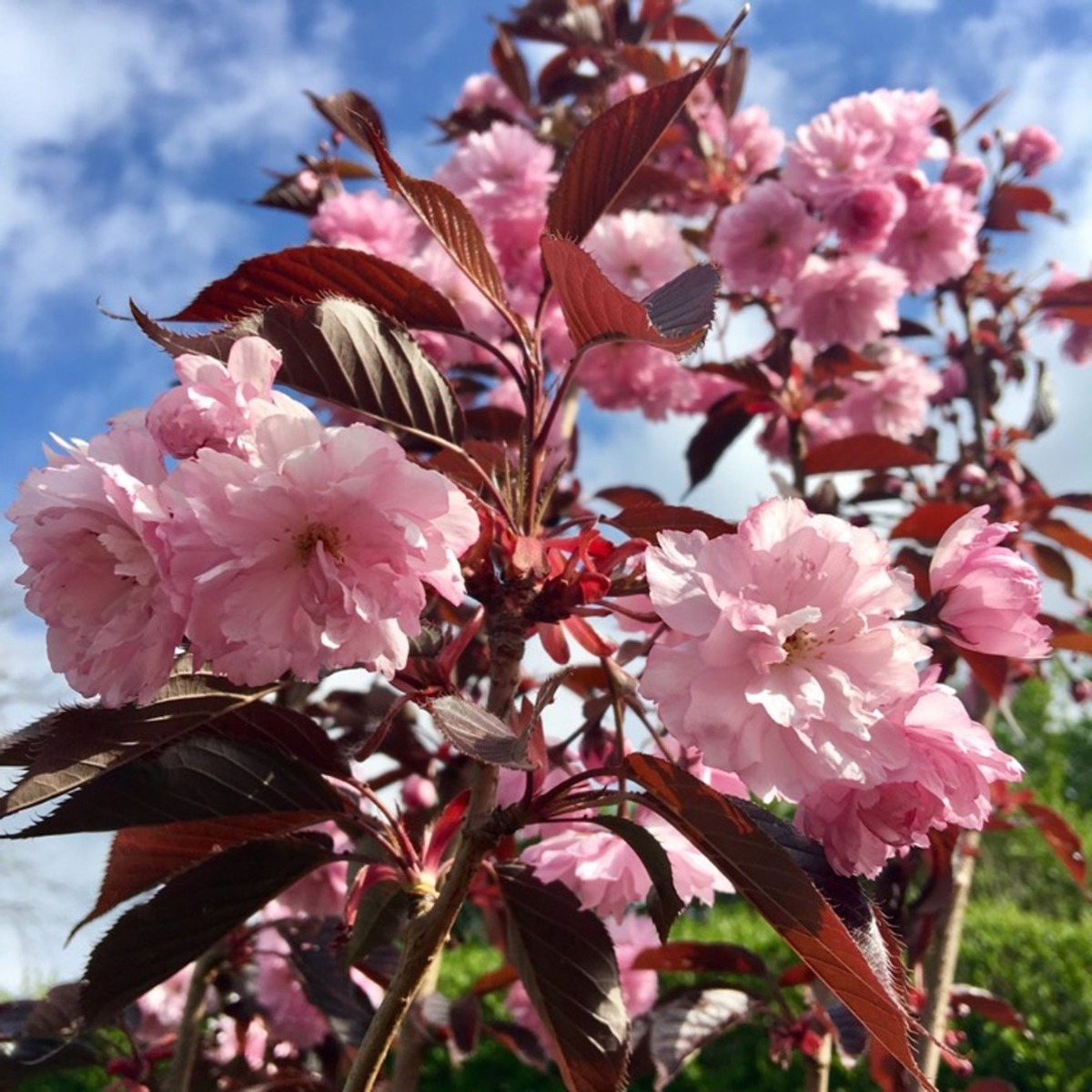 Blossom Tree - Prunus Serrulata Royal Burgundy - Purple Leaf Cherry Blossom Tree -160cm