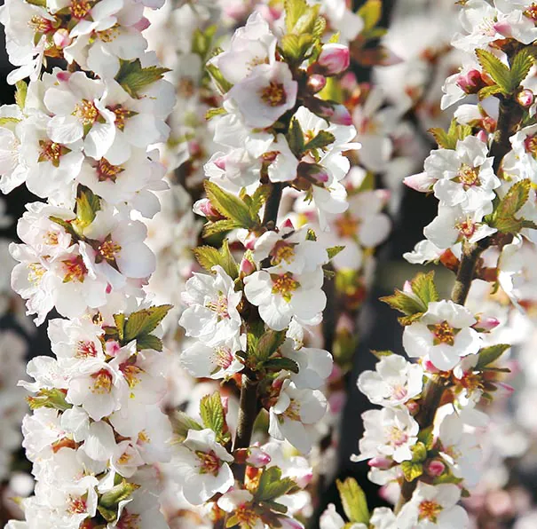 Prunus Tomentosa - Manchu Cherry