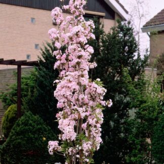 Japanese Flagpole Flowering Cherry Tree - Prunus Amanagawa - 160cm