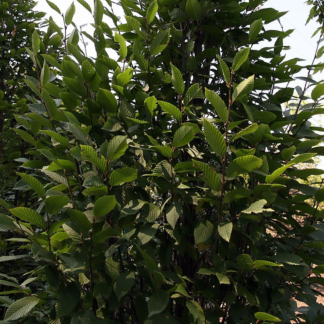 Carpinus Betulus 'Lucas' - Circa 2-3m Tall